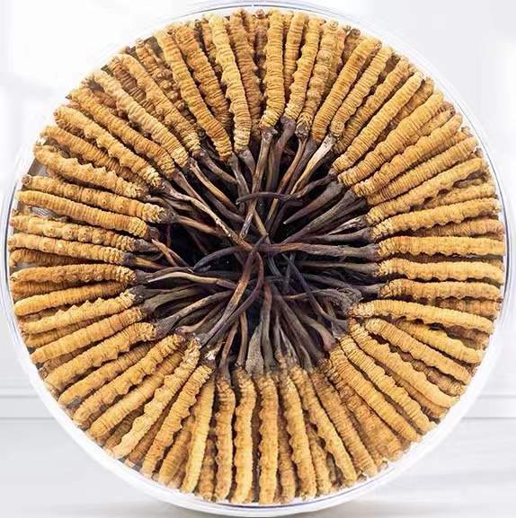 太和冬虫夏草回收